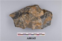 藏品(植物化石)的圖片